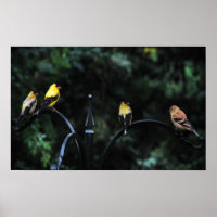 Conference of the Birds