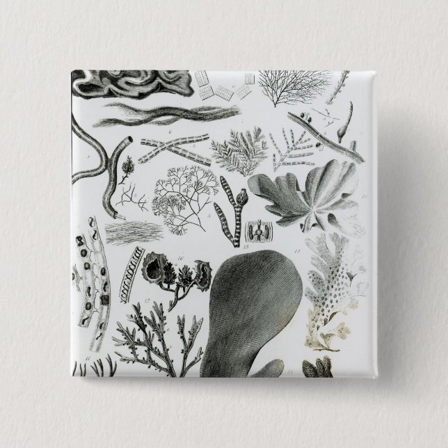 Conferra Fucus 15 Cm Square Badge (Front)