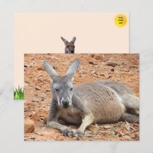 Confident Kangaroo Postcard