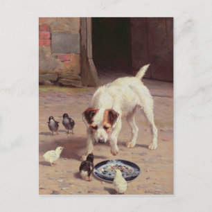 Confrontation Postcard