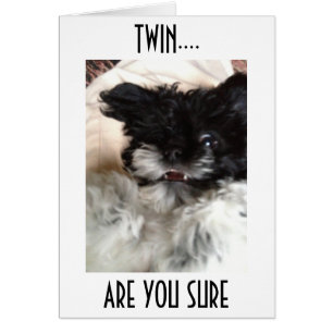 CONFUSED PUP SAYS HOW CAN YOU BE **50** TWIN?