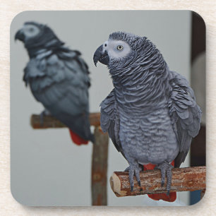 Congo African Gray Parrot in Mirror Coaster