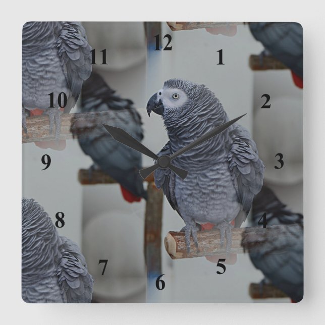 Congo African Grey Parrot in Mirror Square Wall Clock (Front)