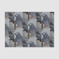 Congo African Grey Parrot in Mirror