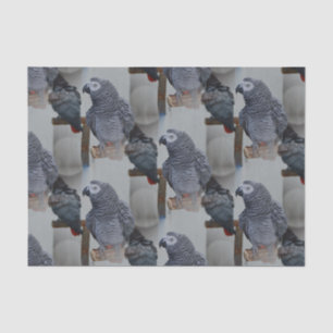 Congo African Grey Parrot in Mirror Tissue Paper