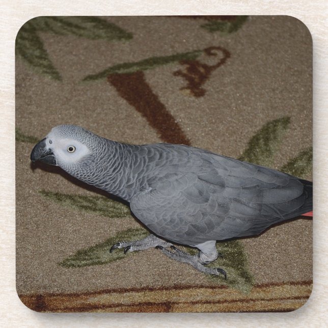 Congo African Grey Parrot on Floor Coaster (Front)