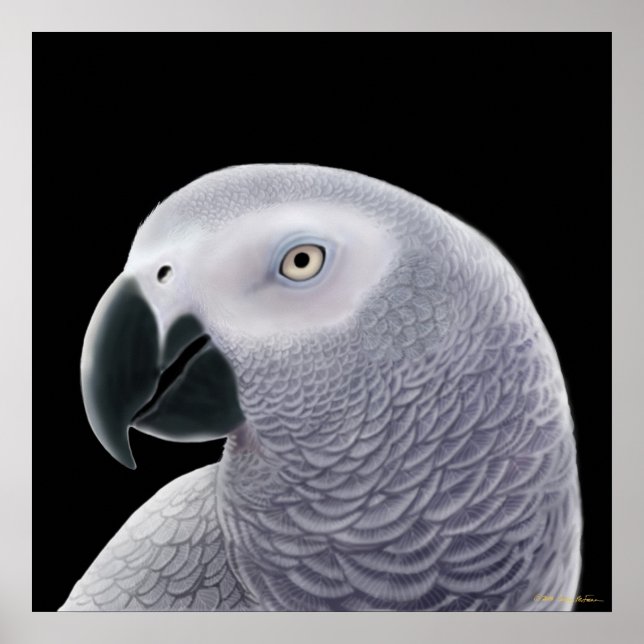 Congo African Grey Parrot Poster (Front)