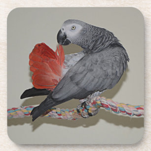 Congo African Grey Parrot Tail Preening Coaster