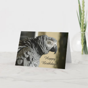 Congo African Grey Parrot with Ruffled Feathers Card