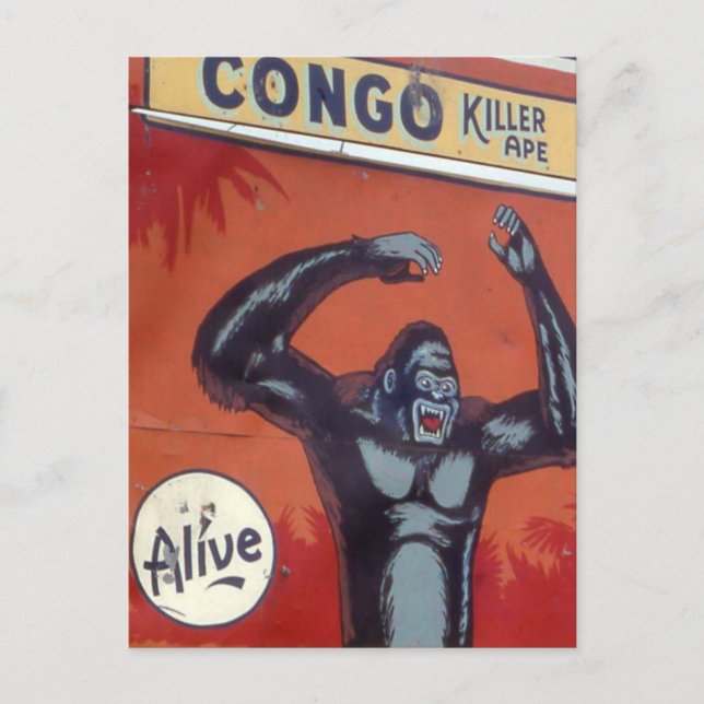 Congo the killer ape Circus sideshow Postcard (Front)