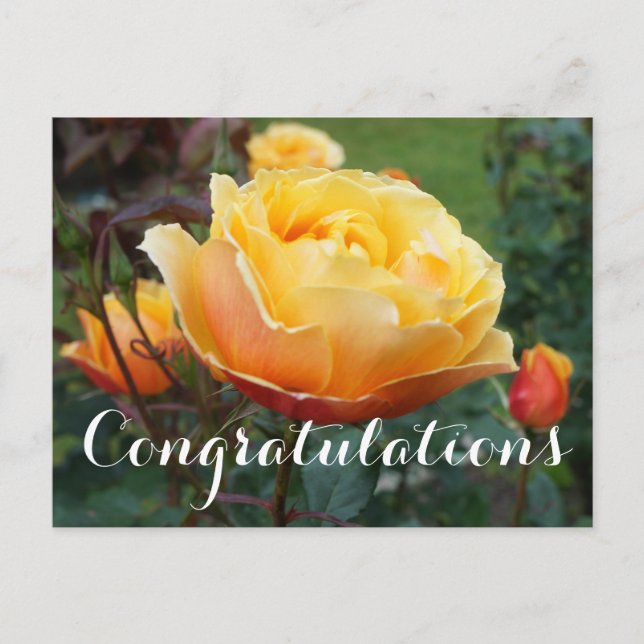 Congratulations About Face Rose #2 Postcard (Front)