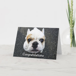 Congratulations Bulldog Greeting Card