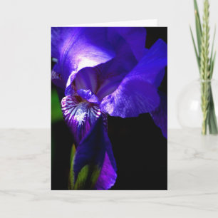 Congratulations!! card with Iris