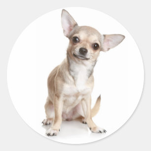 Congratulations Chihuahua Puppy Sticker