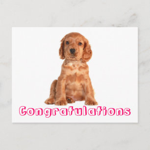 Congratulations Cocker Spaniel Puppy Dog Postcard