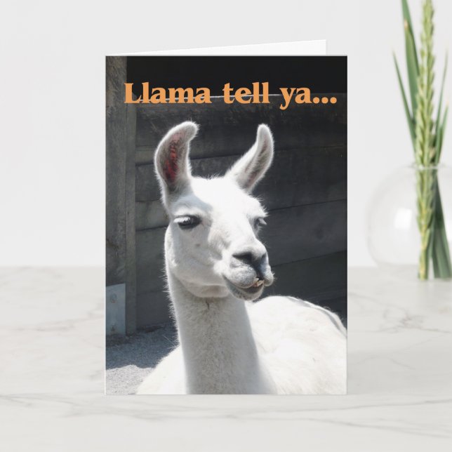Congratulations - Funny Llama Card (Front)