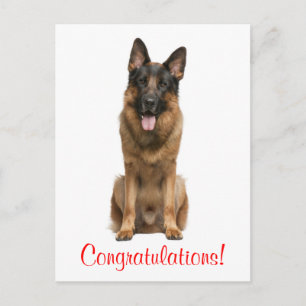 Congratulations German Shepherd Puppy Dog Postcard