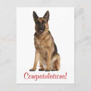 Congratulations German Shepherd Puppy Dog Postcard