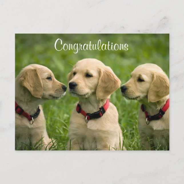 Congratulations Golden Retriever Puppies Postcard (Front)