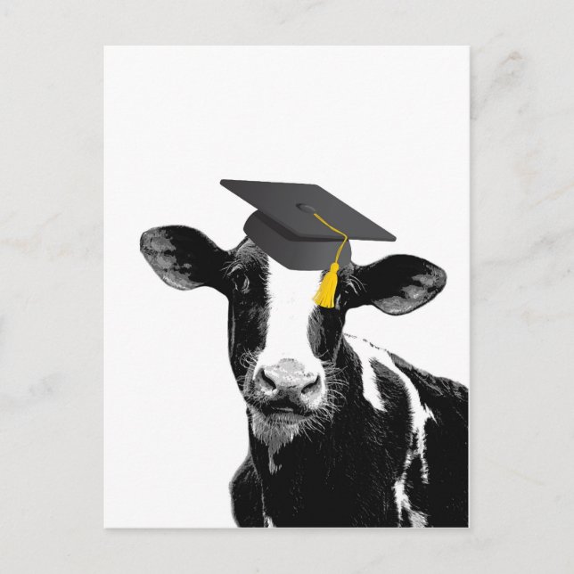 Congratulations Graduation Funny Cow in Cap Postcard (Front)