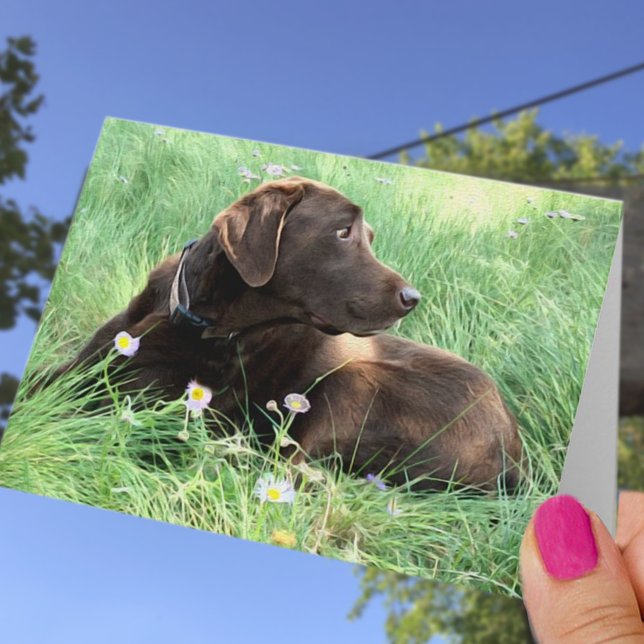 Congratulations Labrador Retriever Thinking of You Card (Creator Uploaded)