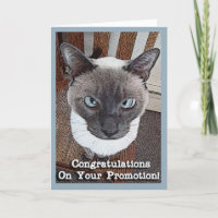 Congratulations on Promotion Funny Cat Card