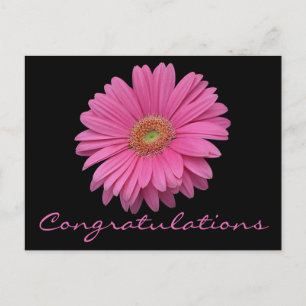 Congratulations Pink Gerbera Daisy Flower Black Postcard