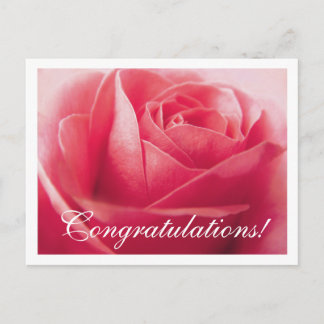 Congratulations Pink Rose Greeting Postcard