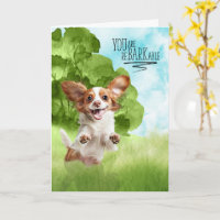 Congratulations reBARKable Cavalier King Charles