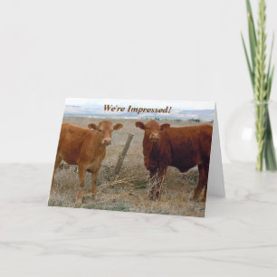 Congratulations - Red Cow Animal Humour - Ranch Card