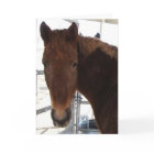 Congratulations - TWH Walking Horse - Western