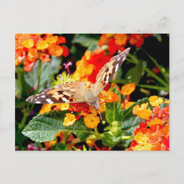 Congress Painted Lady (Vanessa cardui) Postcard (Front)