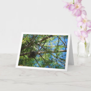 Conifer Cone on Pine Tree Card