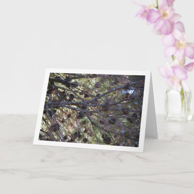 Conifer Cones on Pine Tree Card (Orchid)