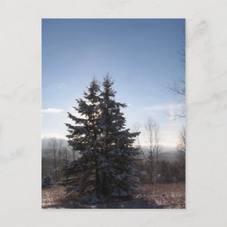 conifer postcard