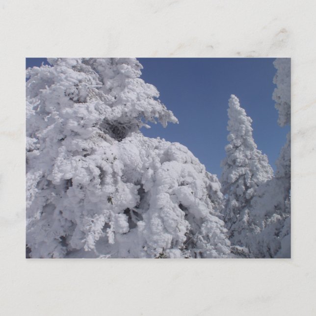 Conifer trees plastered with snow postcard (Front)