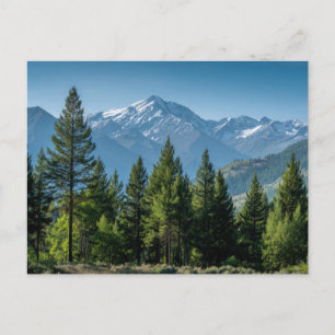 Coniferous Trees with Mountain Background Postcard
