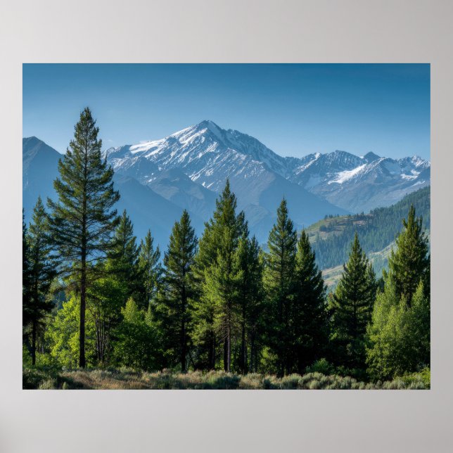 Coniferous Trees with Mountain Background Poster (Front)