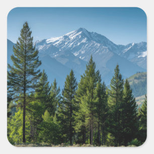 Coniferous Trees with Mountain Background Square Sticker