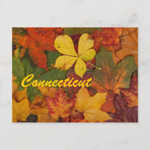 Connecticut Autumn Leaves Postcard