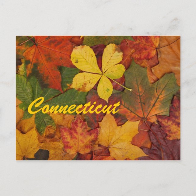 Connecticut Autumn Leaves Postcard (Front)