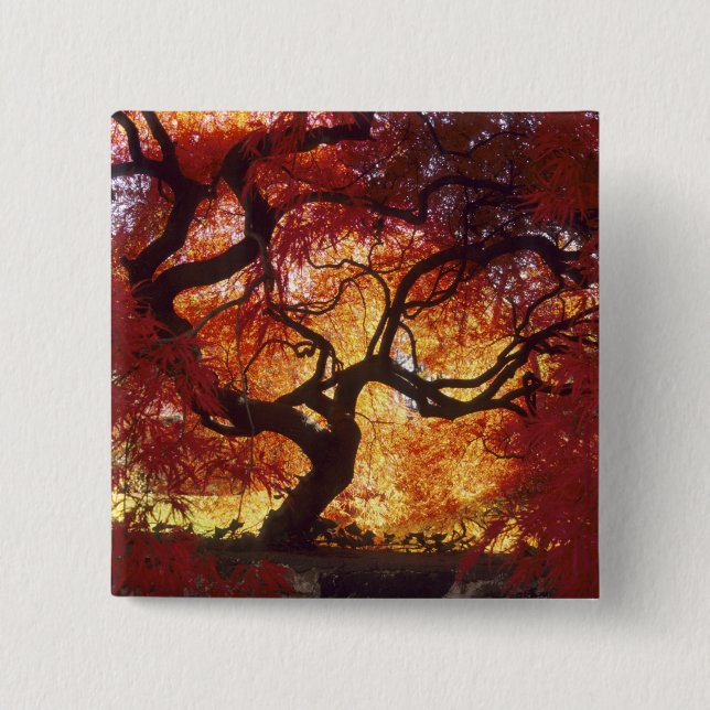 Connecticut: Darien, Japanese maple 'Acer 15 Cm Square Badge (Front)