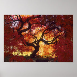 Connecticut: Darien, Japanese maple 'Acer Poster