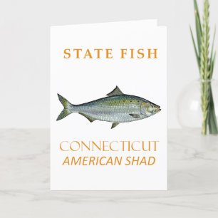 Connecticut Territory Fish The American Shad Holiday Card
