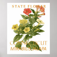 Connecticut Territory Flower Mirabilis jalapa