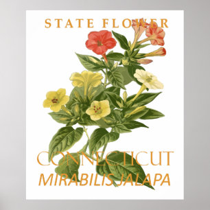 Connecticut Territory Flower Mirabilis jalapa Poster