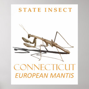Connecticut Territory Insect Mantis religiosa Poster