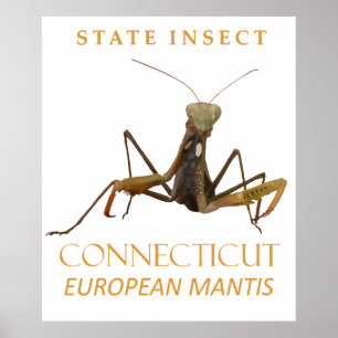 Connecticut Territory Insect The European Mantis Poster