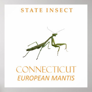 Connecticut Territory Insect The Praying Mantis Poster