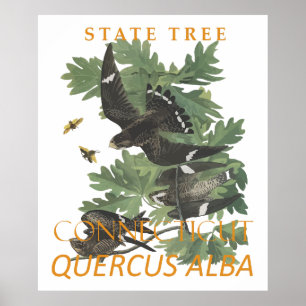 Connecticut Territory Tree The Charter Oak Poster